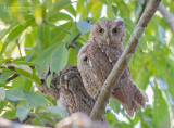 Mangrove-schreeuwuil - Pacific screech owl - Megascops cooperi
