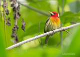 Roodkopbaardvogel - Red-headed barbet - Eubucco bourcierii