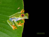 Roodoogmakikikker - Red-eyed Tree Frog - Agalychnis callidryas