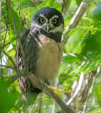 Briluil - Spectacled Owl - Pulsatrix perspicillata saturata