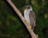 Zwart-witte bosuil - Black-and-white Owl - Strix nigrolineata