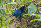Azuurkapgaai - Azure-hooded jay - Cyanolyca cucullata