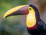 Swainsons toekan - Chestnut-mandibled toucan - Ramphastos ambiguus swainsonii