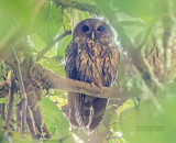 Bonte bosuil - Mottled owl - Strix virgata