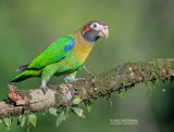 Roodoorpapegaai - Brown-hooded Parrot - Pyrilia haematotis