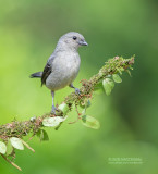 Grijze tangare - Plain-coloured Tanager - Tangara inornata