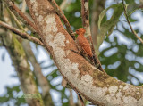 Roodkeelspecht - Cinnamon woodpecker - Celeus loricatus