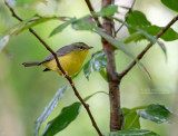 Goudhaanzanger - Golden-crowned warbler - Basileuterus culicivorus