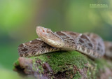 Gewone lanspuntslang - Fer-De-Lance - Bothrops atrox