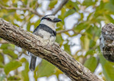 Witnekbaardkoekoek - White-necked puffbird - Notharchus hyperrhynchus