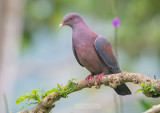 Roodsnavelduif - Red-billed Pigeon - Patagioenas flavirostris