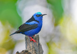 Blauwe suikervogel - Red-legged Honeycreeper - Cyanerpes cyaneus