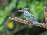 Amazoneijsvogel  - Amazon Kingfisher - Chloroceryle amazona