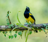 Zwartborsttroepiaal - Black-cowled Oriole - Icterus prosthemelas