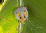 Witte vleermuis - Honduran white bat - Ectophylla alba