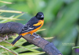 Baltimoretroepiaal - Baltimore Oriole - Icterus galbula