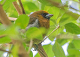 Tandsnavelbaardvogel - Prong-billed Barbet - Semnornis frantzii