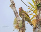 Olijfrugspecht - Golden-olive Woodpecker - Colaptes rubiginosus