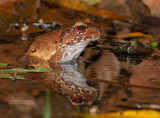 Reuzenfluitkikker - Smoky Jungle Frog - Leptodactylus pentadactylus