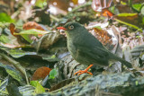 Grijsrugdwerglijster - Slaty-backed nightingale-thrush - Catharus fuscater