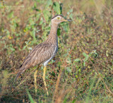 Caribische Griel - Double-striped Thick-knee - Burhinus bistriatus