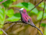 Witkruinkolibrie - Snowcap - Microchera albocoronata