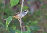 Roeststaartgors - Stripe-headed Sparrow - Peucaea ruficauda