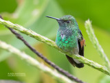 Streepstaartkolibrie - Stripe-tailed Hummingbird - Eupherusa eximia