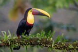 Swainsons toekan - Chestnut-mandibled toucan - Ramphastos ambiguus swainsonii