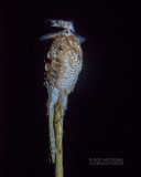 Vale reuzennachtzwaluw - Great potoo - Nyctibius grandis