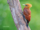 Kastanjespecht - Chestnut-colored Woodpecker - Celeus castaneus
