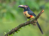 Halsbandarassari - Collared Aracari - Pteroglossus torquatus