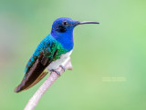 Witnekkolibrie - White-necked Jacobin - Florisuga mellivora