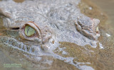 Spitssnuit krokodil - American crocodile - Crocodylus acutus