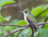 Witkruinkolibrie - Snowcap - Microchera albocoronata