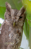 Mangrove-schreeuwuil - Pacific screech owl - Megascops cooperi