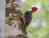 Koningsspecht - Pale-billed Woodpecker - Campephilus guatemalensis 