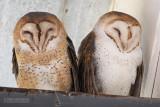 Amerikaanse kerkuil - American Barn Owl - Tyto furcata