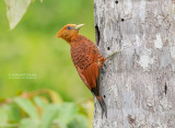 Kastanjespecht - Chestnut-colored Woodpecker - Celeus castaneus