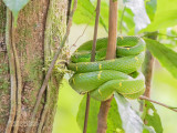 Side-striped palm-pit viper - Bothriechis lateralis
