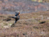 Schots sneeuwhoen - Red grouse - Lagopus lagopus scotica