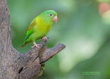 Toviparkiet - Orange-chinned Parakeet - Brotogeris jugularis