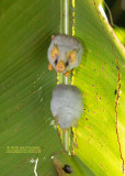 Witte vleermuis - Honduran white bat - Ectophylla alba