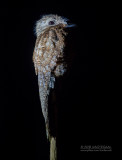 Vale reuzennachtzwaluw - Great potoo - Nyctibius grandis