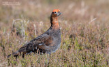 Schots sneeuwhoen - Red grouse - Lagopus lagopus scotica