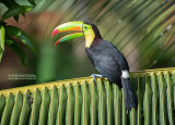 Zwavelborsttoekan - Keel-billed Toucan - Ramphastos sulfuratus