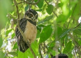 Briluil - Spectacled Owl - Pulsatrix perspicillata saturata