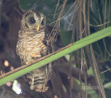 Afrikaanse bosuil - African wood owl - Strix woodfordii