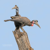 Noordelijke hoornraaf - Abyssinian ground hornbill - Bucorvus abyssinicus