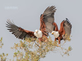 Afrikaanse Zeearend - African fish eagle - Haliaeetus vocifer